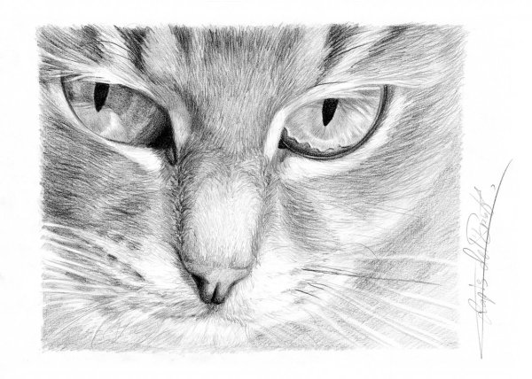 Рисунки животных карандашом