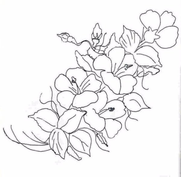 Садовая роза карандашом