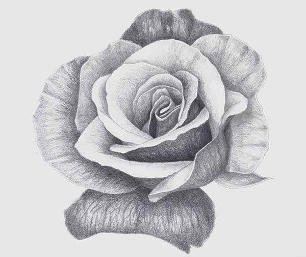 Куст гортензии скетчинг