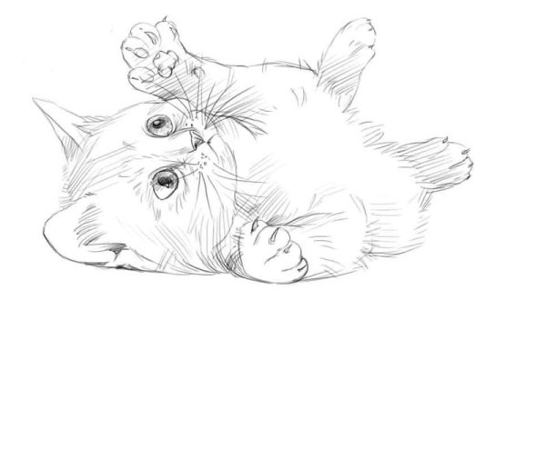 Котенок карандашом