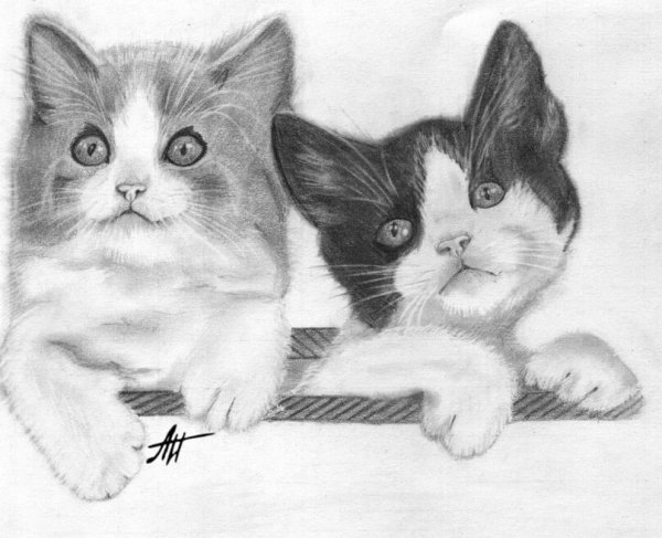 Котенок простым карандашом