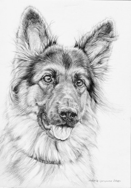 Овчарка карандашом