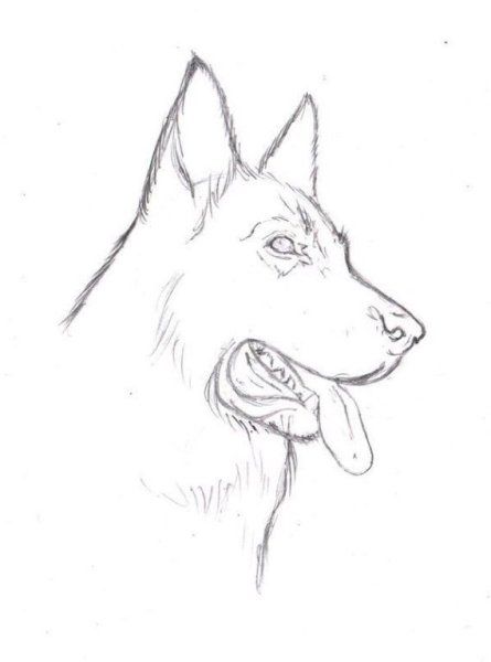 Рисунок собаки карандашом для срисовки