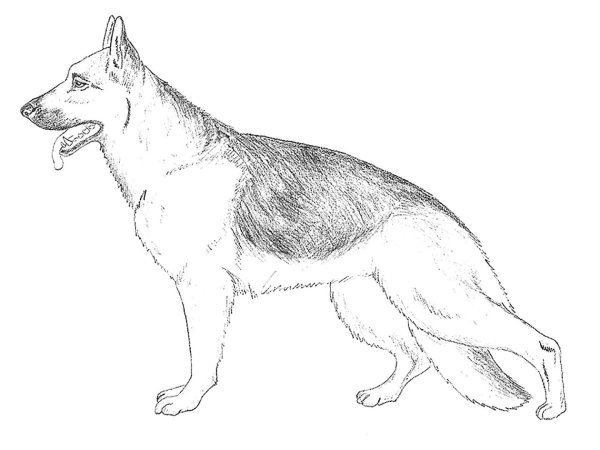 Рисунок собаки сбоку овчарка