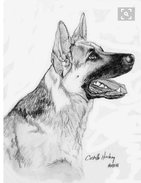 Немецкая овчарка для срисовки