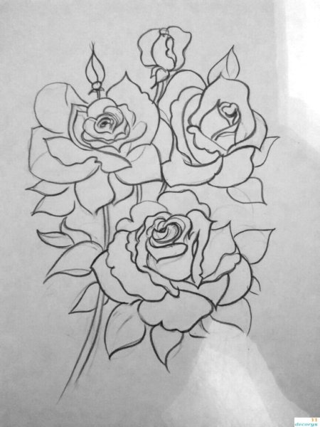 Букет роз карандашом