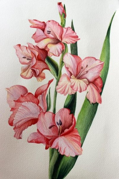 Гладиолус цветок акварелью