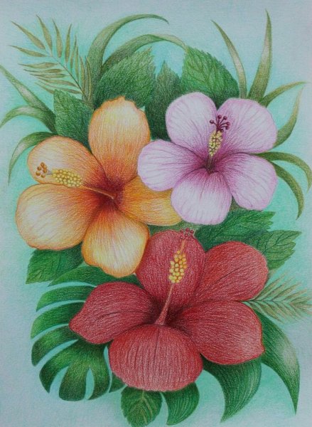 Цветы цветными карандашами