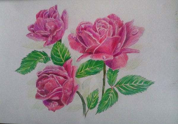 Роза рисунок