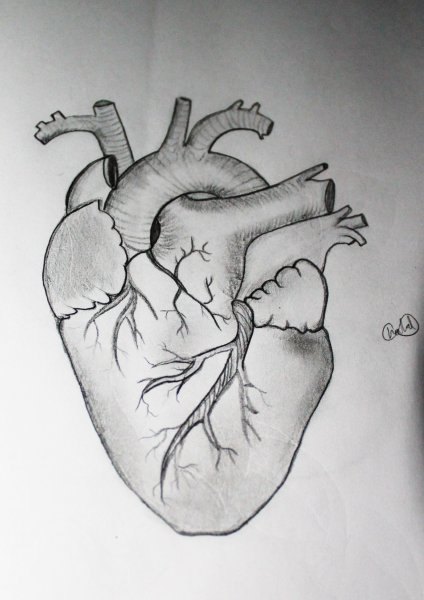 Серце человека черо белое