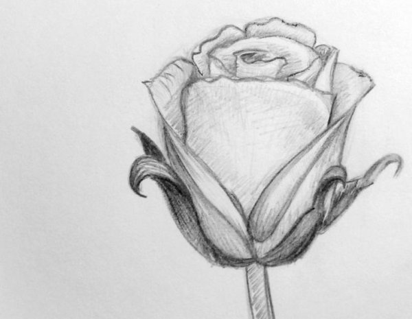 Цветы карандашом