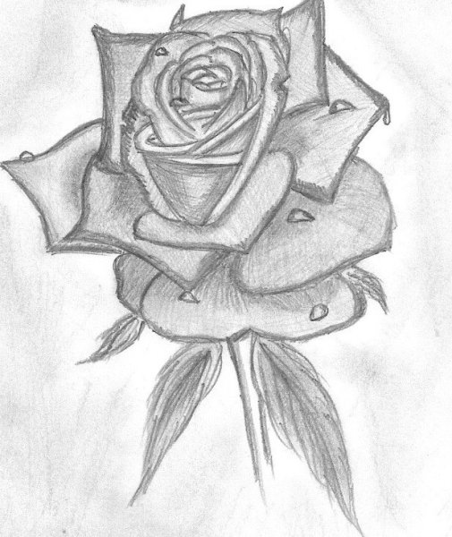 Цветы карандашом