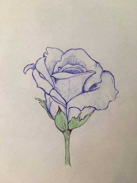 Роза ручкой