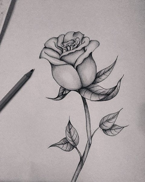 Роза ручкой