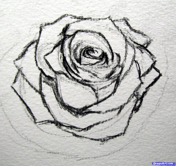 Эскиз розы карандашом в тетради