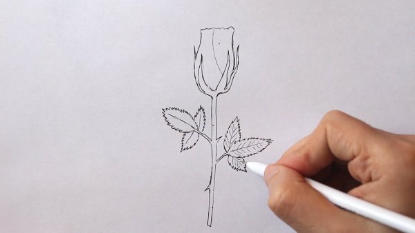 Красивый лист рисунок карандашом