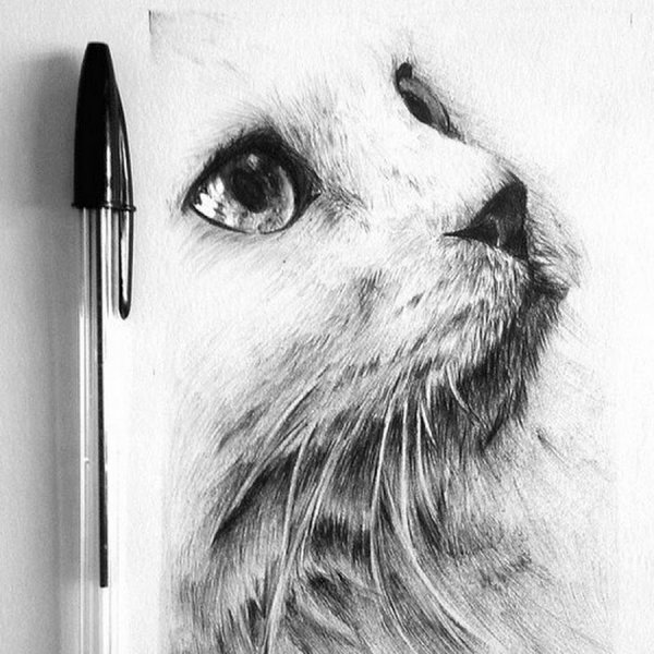 Кошка рисунок ручкой