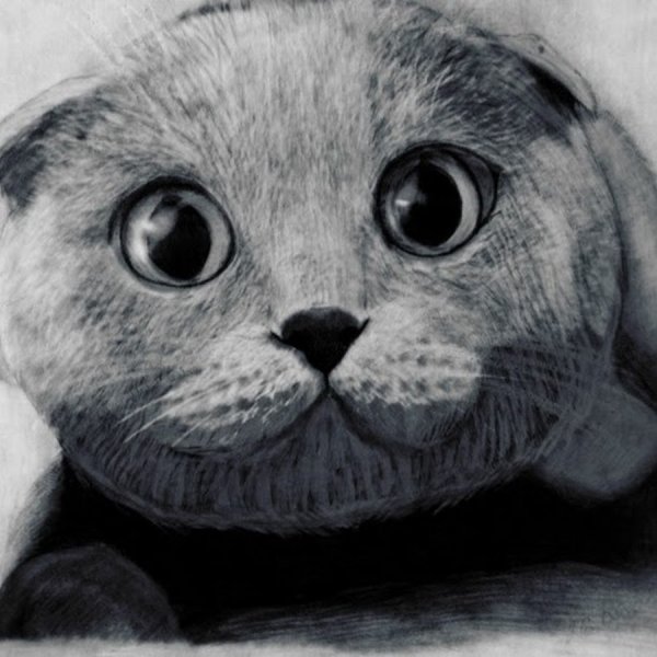 Котик черной ручкой