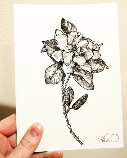 Зарисовки цветов ручкой