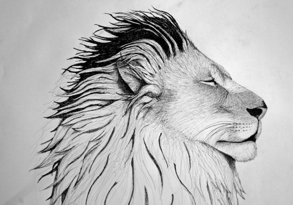Лев крутой рисунок