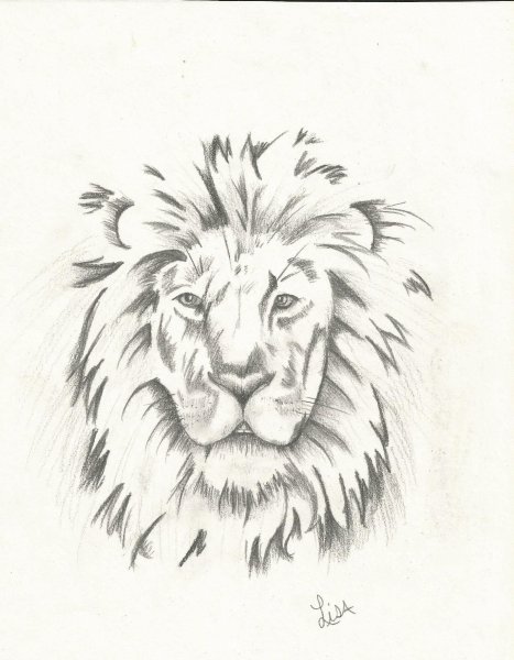 Карандашный рисунок Льва