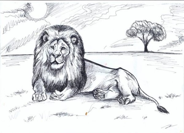 Картинки Льва для срисовки