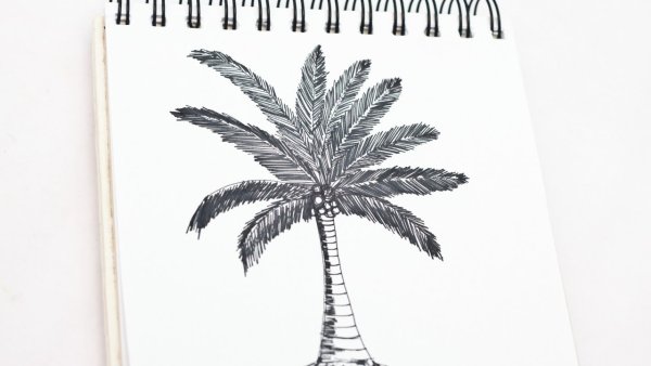 Как нарисовать пальму карандашом