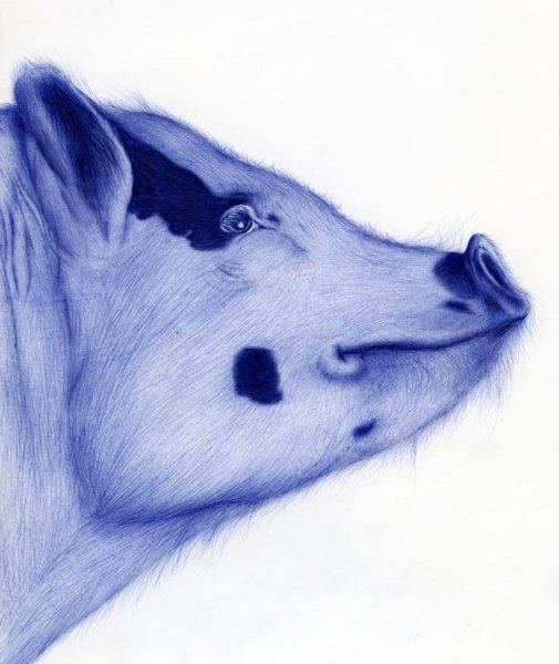 Животные для срисовки