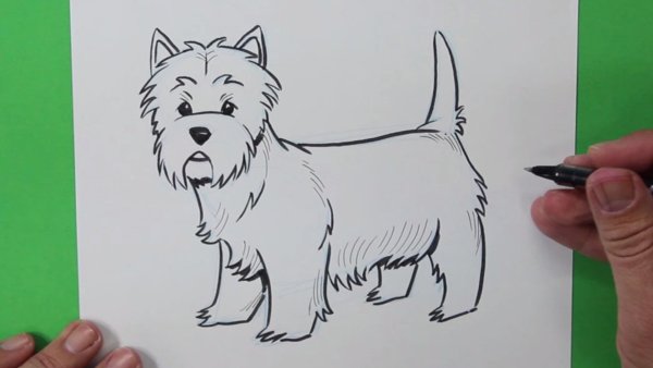 Вест хайленд