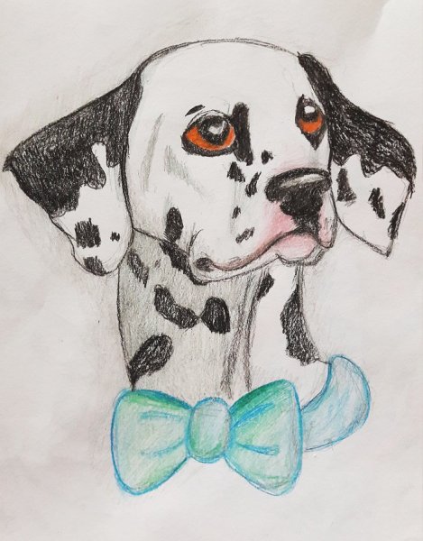 Далматинец для срисовки