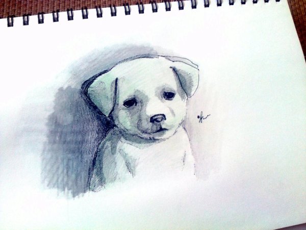 Собака рисунок карандашом