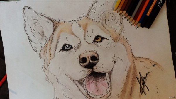 Рисунки собак фломастерами