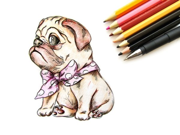 Мопс цветными карандашами