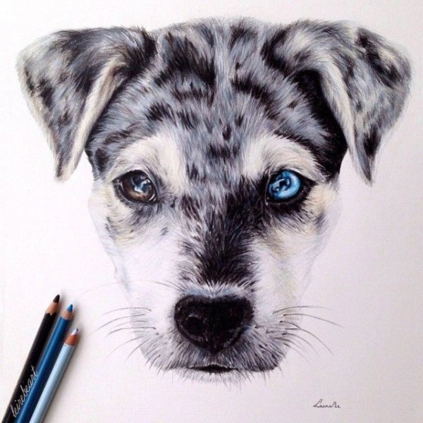Щенок маркерами