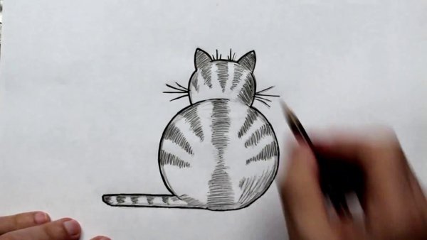 Нарисовать кота карандашом