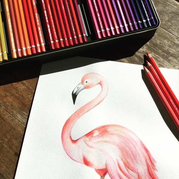 Фламинго рисунки профессионалов