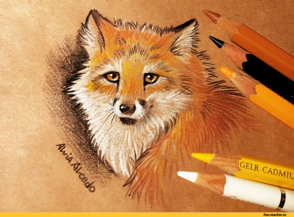 Alvia Alcedo лиса