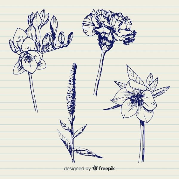 Зарисовки растений ручкой