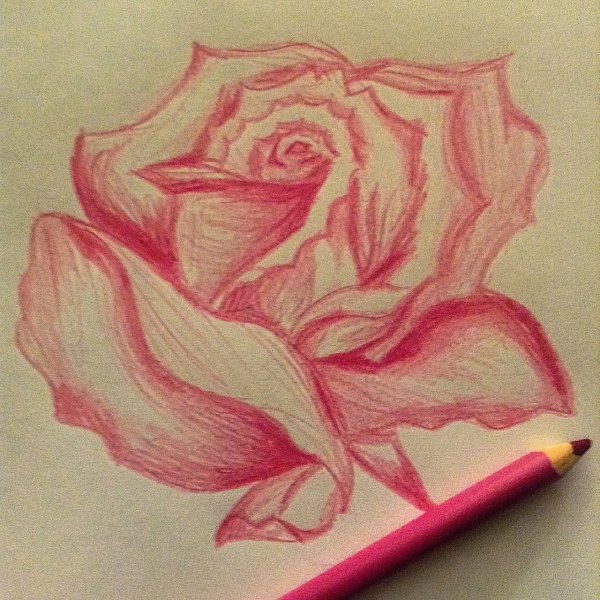 Роза ручкой