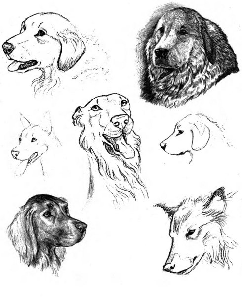 Зарисовки собак