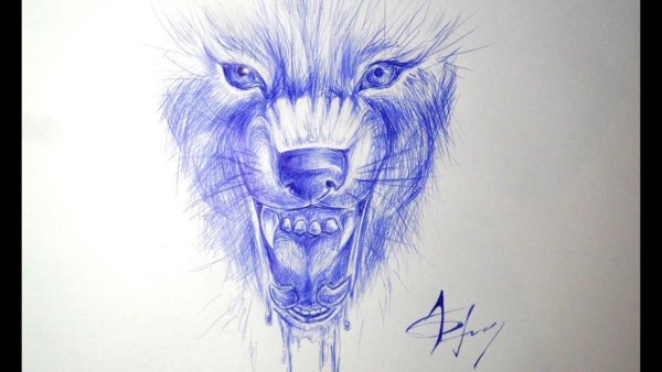 Нарисовать волка ручкой