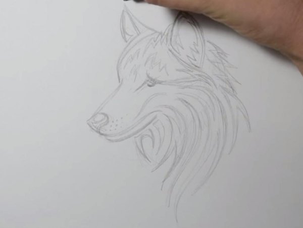 Рисунок волка для срисовки