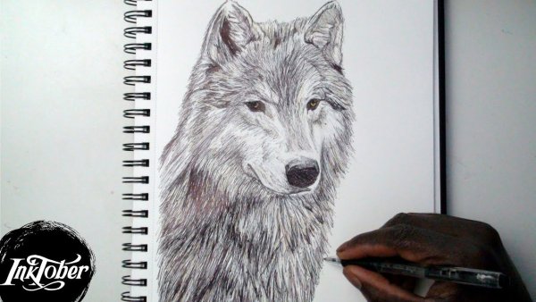 Скетчбук волк