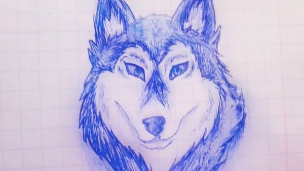 Волк черной ручкой