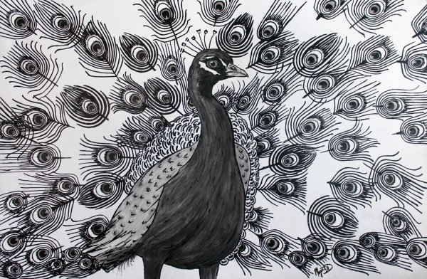 Рисунок павлина