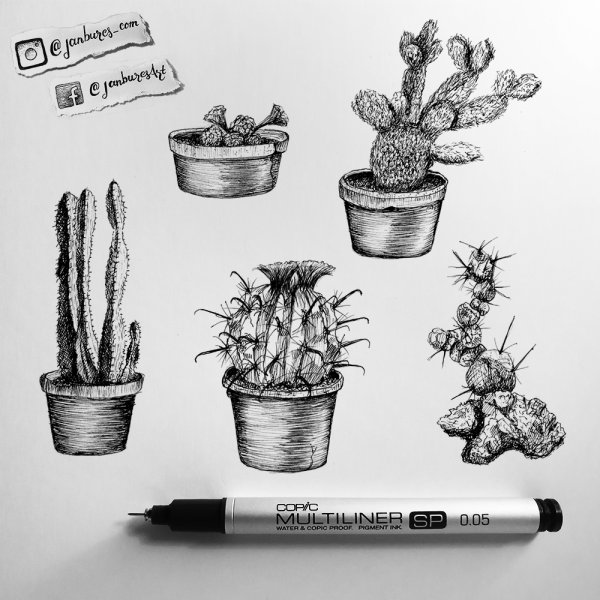 Кактус скетч