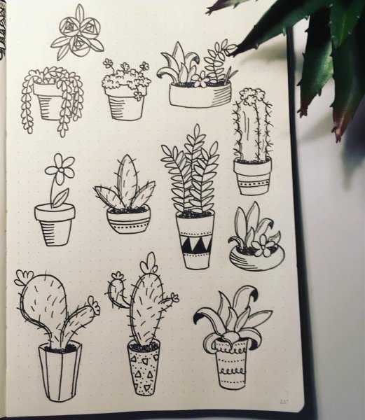 Растения для скетчбука