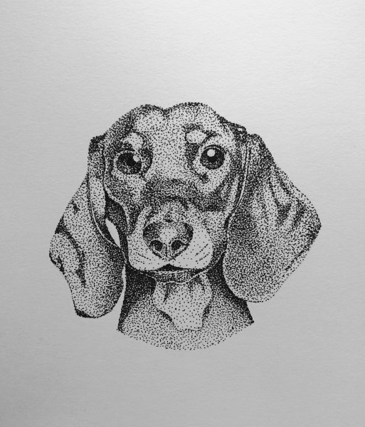 Животные в графике