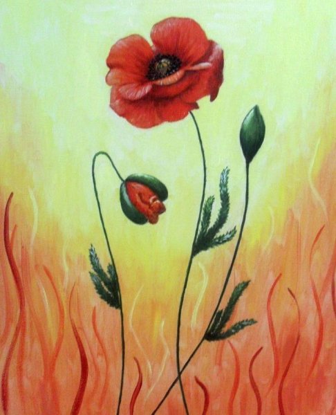 Маки цветными карандашами