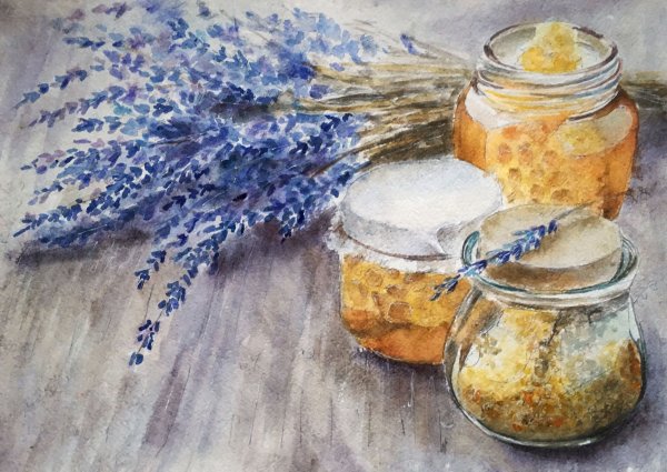 Лаванда рисунок акварелью